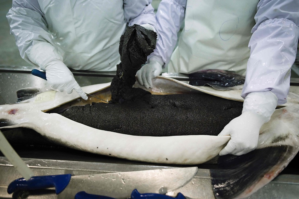 This picture taken on November 12, 2019 shows employees of Chinese caviar company Kaluga Queen cutting open a sturgeon for its roe at the firm’s processing facility in Quzhou city, China’s Zhejiang province. — AFP pic