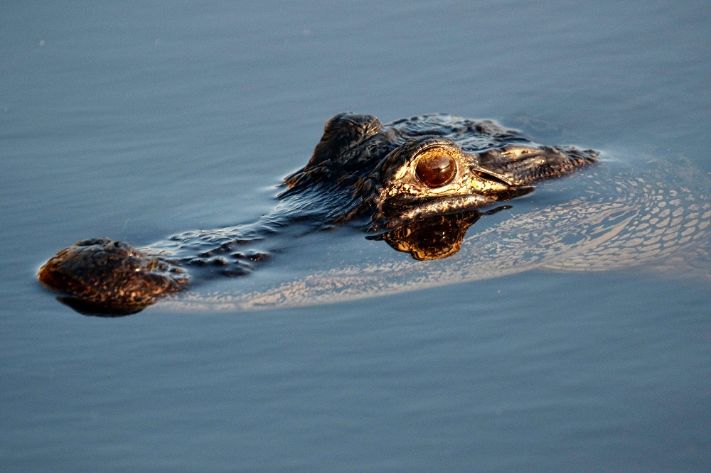 An American alligator sits in a canal at Everglades Holiday Park in Fort Lauderdale, Florida April 27, 2019. u00e2u20acu201d AFP pic    