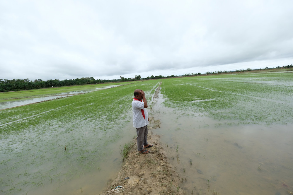 A farmer reacts after seeing his ruined paddy crop in Kampung Kurnia, Rompin December 19, 2019. u00e2u20acu201d Bernama pic