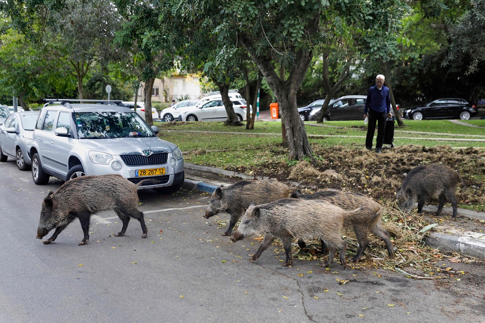Wild boars gather in a residential area in the northern Israeli city of Haifa December 5, 2019. u00e2u20acu201d AFP pic  