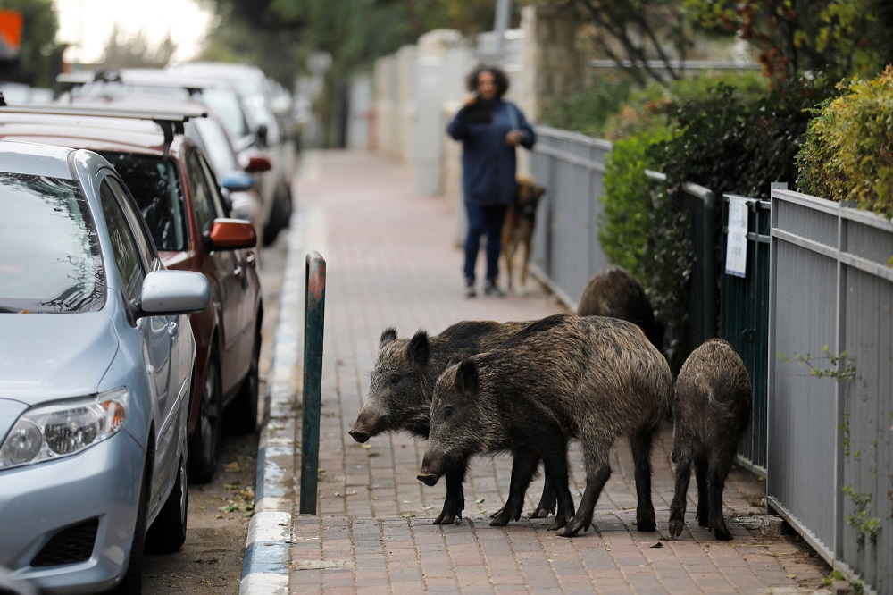 Wild boars gather in a residential area in the northern Israeli city of Haifa December 5, 2019. — AFP pic  