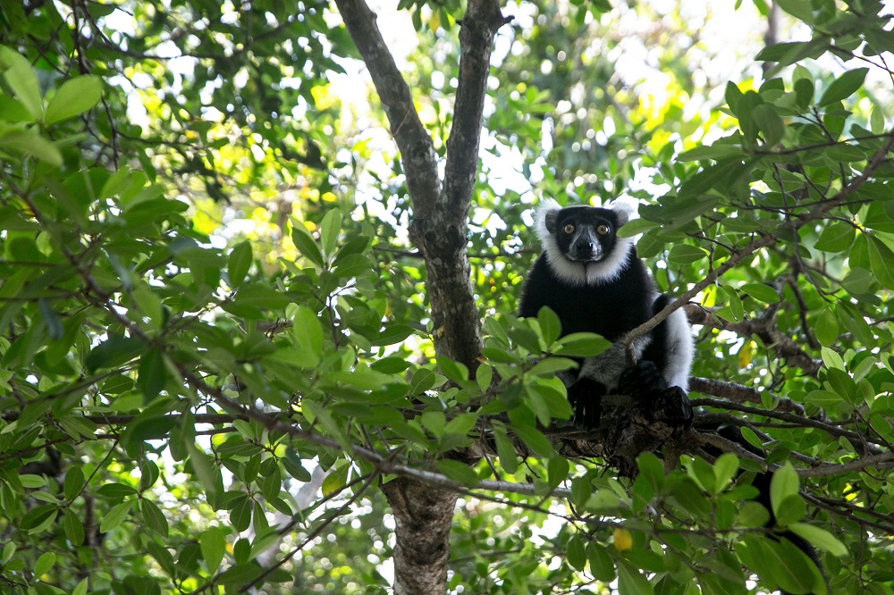 A Lemur Vari sits on a branch near the Vohibola forest, Madagascar March 23, 2019. u00e2u20acu201d AFP pic  