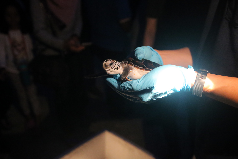 With only two per cent of released turtle hatchlings survived to adulthood, the Perak Fisheries Department is urging the people to help to ensure its continued survival. u00e2u20acu201d Picture by Farhan Najib