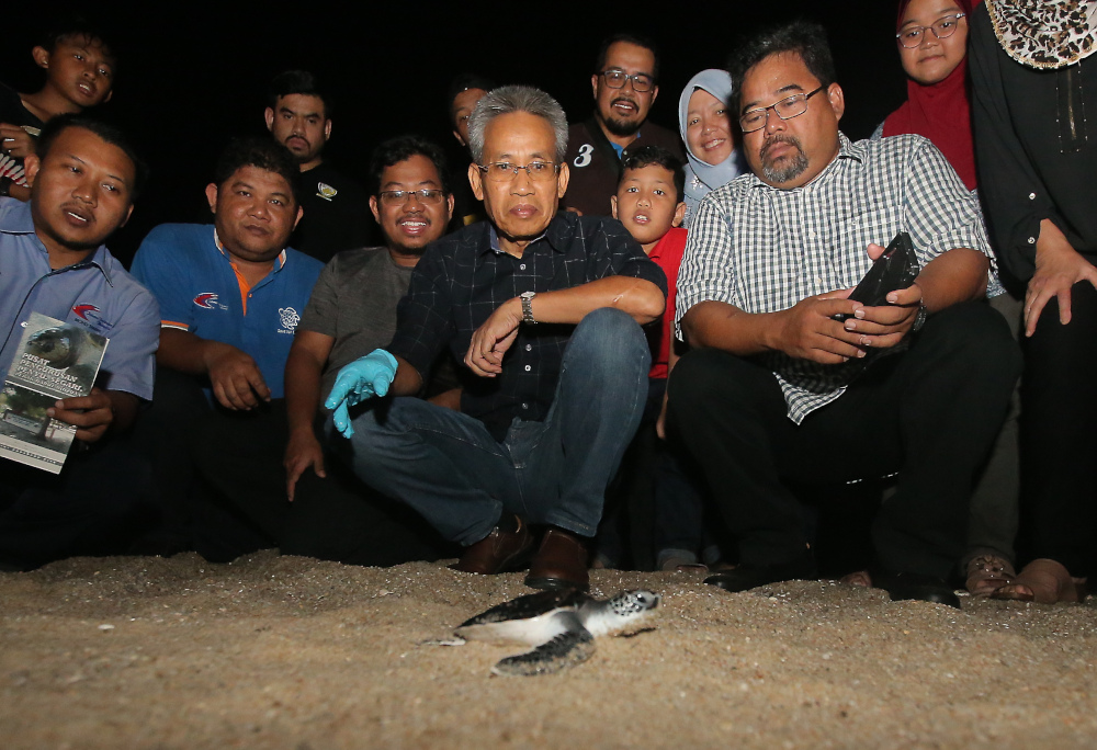 Perak Fisheries Department director Zaki Mokri (forefront in black shirt) said the department has been releasing between 2,500 and 3,500 turtle hatchlings annually into the sea since 1990. — Picture by Farhan Najib