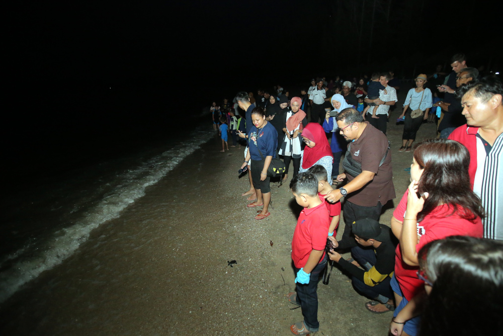 Guests of Swiss-Garden Beach Resort Damai Laut watch the turtle hatchlings make their journey to the sea. — Picture by Farhan Najib