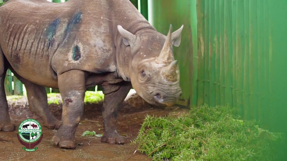 The rhino named Fausta is seen in Ngorongoro, Tanzania in this undated picture obtained by Reuters on December 29, 2019. u00e2u20acu201dNgorongoro Conservation Area Authority via Reuters
