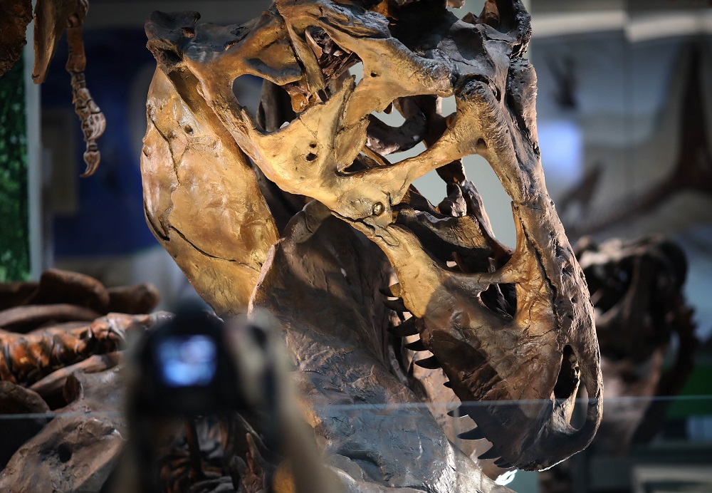 An authentic Tyrannosaurus rex skeleton is displayed during a press preview of the Smithsonianu00e2u20acu2122s National Museum of Natural Historyu00e2u20acu2122s newly reopened David H. Koch Hall of Fossils Deep Time exhibit in Washington June 4, 2019. u00e2u20acu201d AFP pic  