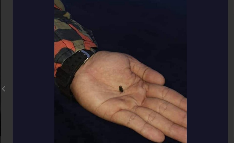 The Fire and Rescue Department found a green bottle fly stuck in a cupboard instead of a wild animal. u00e2u20acu201d Picture via Twitter/Friends of 999 Malaysia
