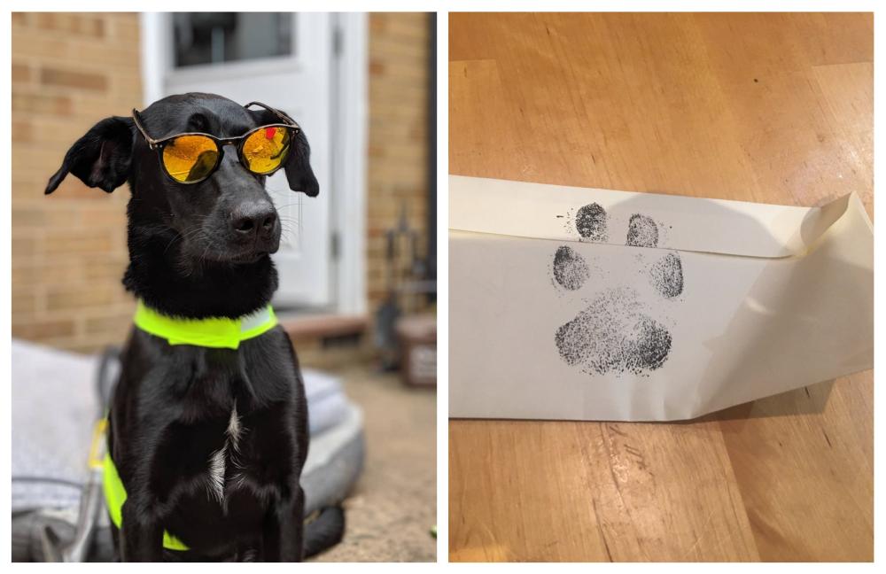 Adorable black Labrador sends a cute letter to her neighbours who wanted to become friends with her. u00e2u20acu2022 Picture via Instagram/stevieticks and Twitter/Jack_McCrossan