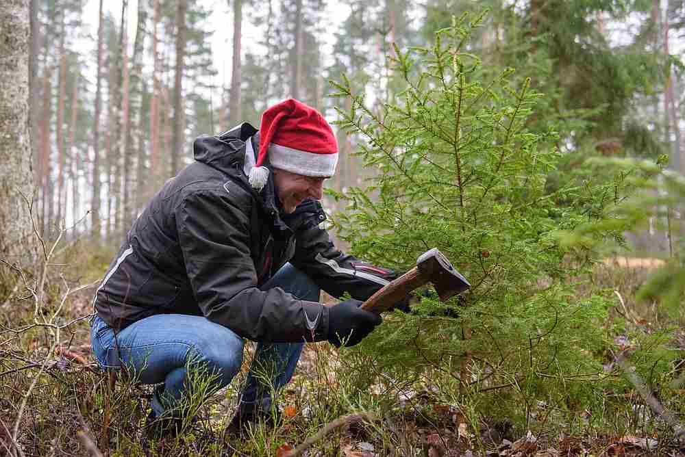 A man wearing a Santa Claus hat cuts down a Christmas tree in a forest in Ozolnieki, Latvia December 24, 2019. u00e2u20acu201d AFP pic