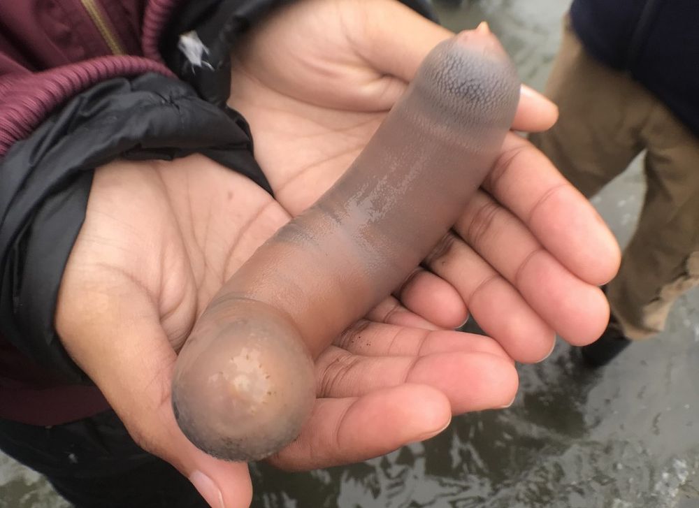 A picture released by iNaturalist on June 16, 2019 shows a person holding a fat innkeeper worm (Urechis unicinctus) in Bodega beach, California. u00e2u20acu201d Kate Montana / iNaturalist / AFP pic