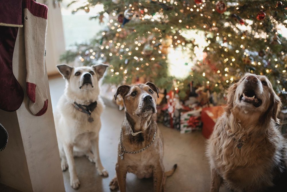 The campaign by Pet Lovers Centre aims to raise 3,600kg of pet food this year. u00e2u20acu201d Picture from Unsplash