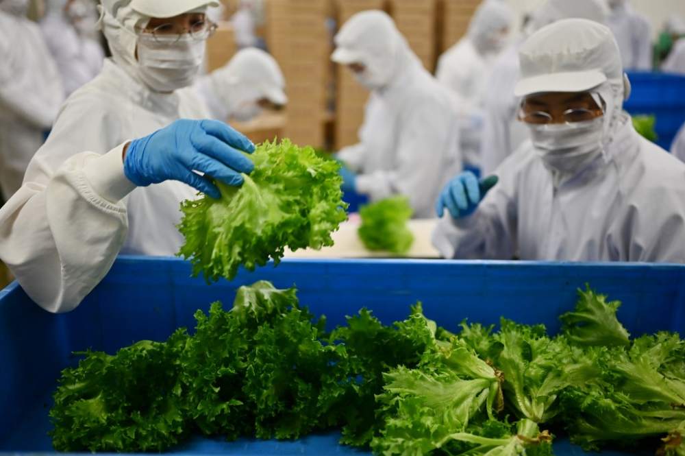 This photo taken on November 12, 2019 shows employees working along a sorting and packing line at a facility that grows lettuce using vertical farming techniques, in Kyoto. u00e2u20acu2022 AFP pic