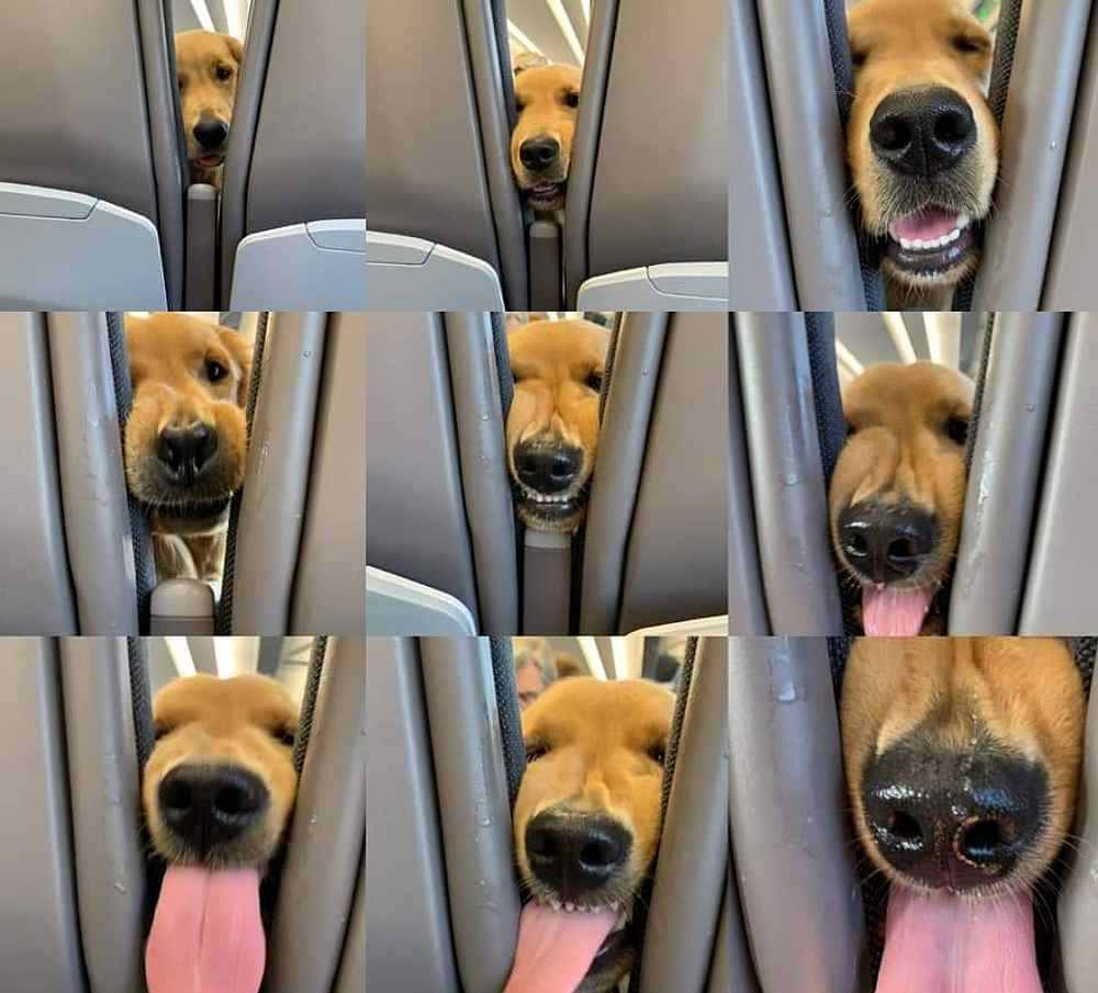 Adorable Golden Retriever makes many faces while on a flight from London to Ibiza. — Picture via Facebook