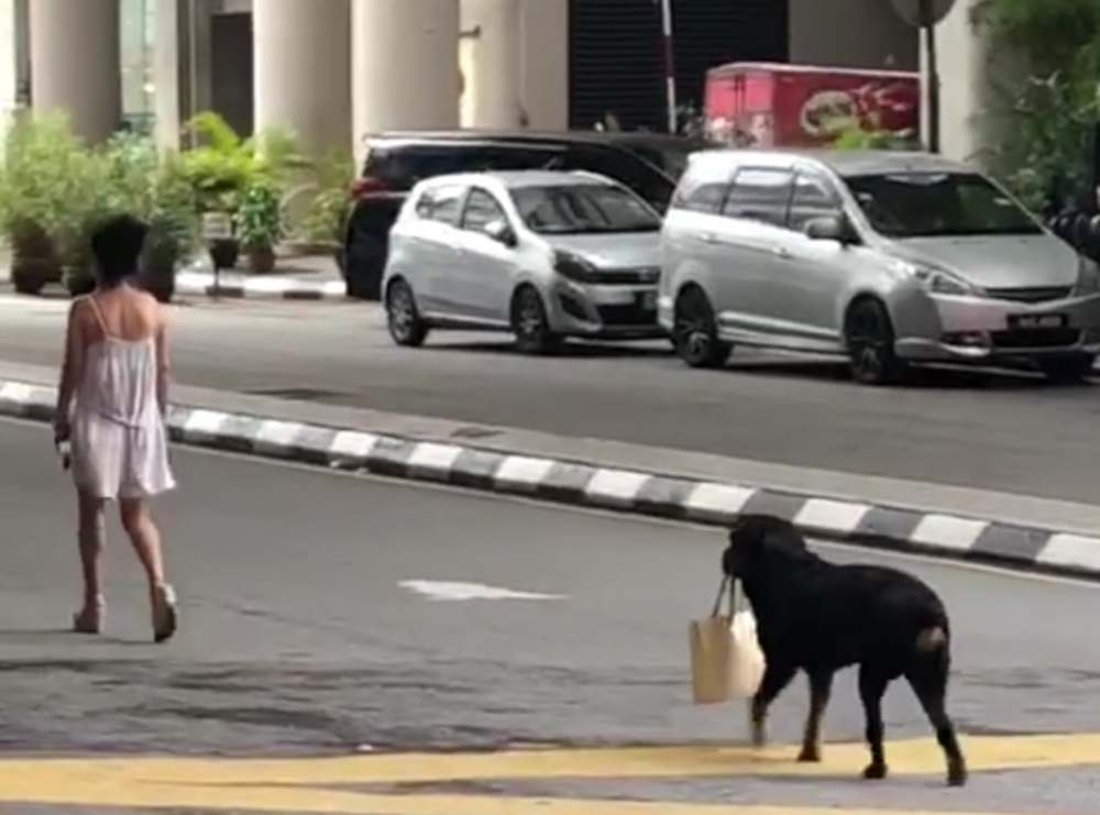 A Rottweiler was caught on camera holding its owner’s handbag in the Bukit Bintang area. ― Screengrab via Facebook