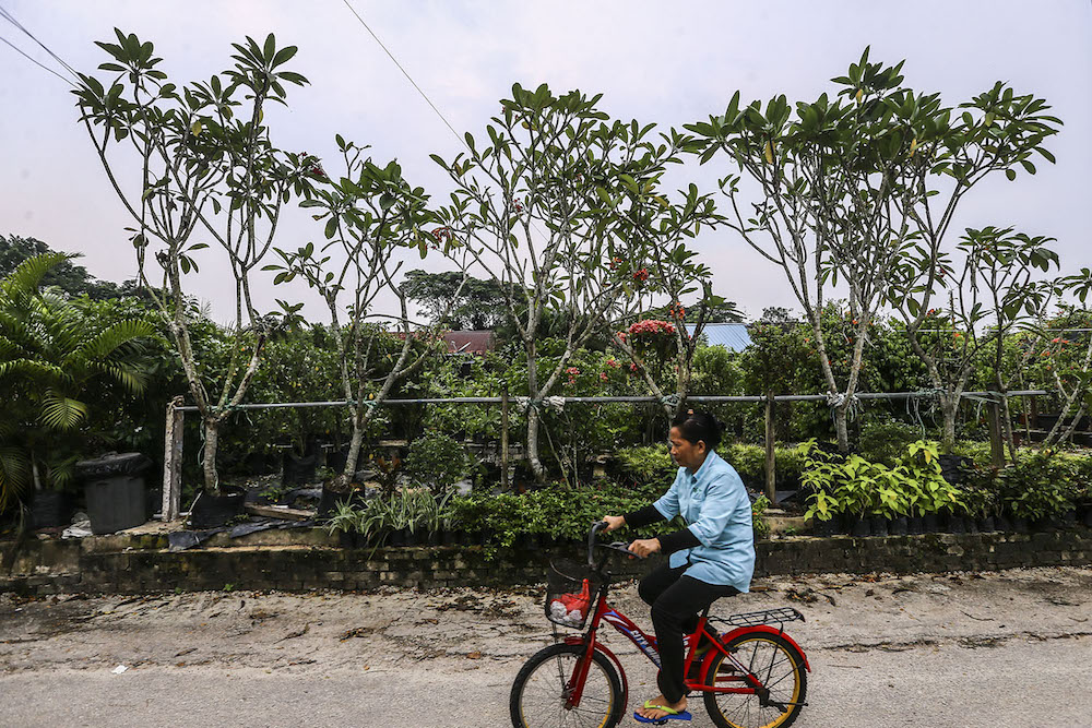Lee said it was Dr KM Reddy — the director and head of the Sungai Buloh Leprosy Centre in 1957 — who introduced gardening to the patients in the 1960s. — Picture by Hari Anggara