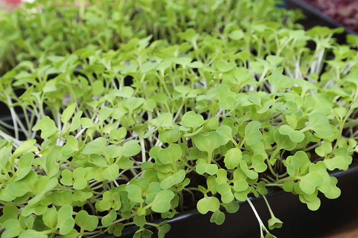 Munch on these micro greens that pack more nutrients than the bigger sized vegetables.