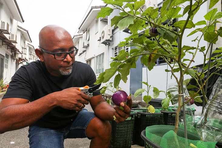 Time to harvest that eggplant.