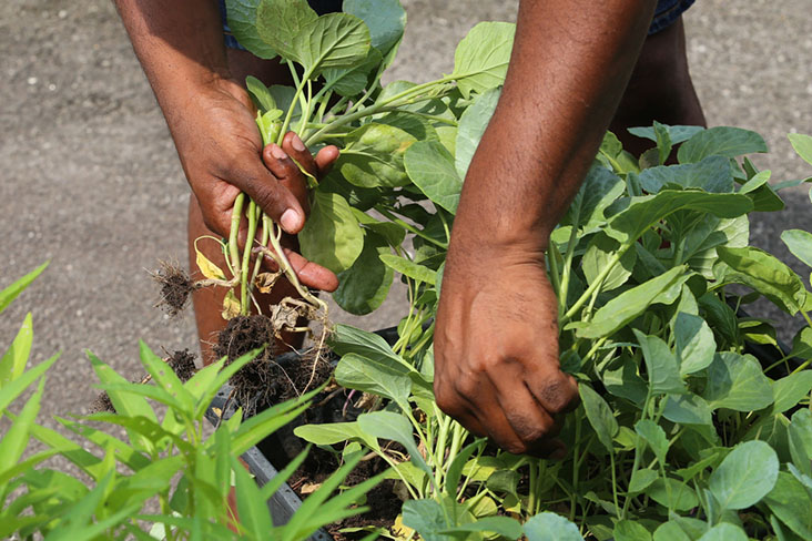 Once the vegetables are harvested, they are stir fried with garlic for the family to enjoy.