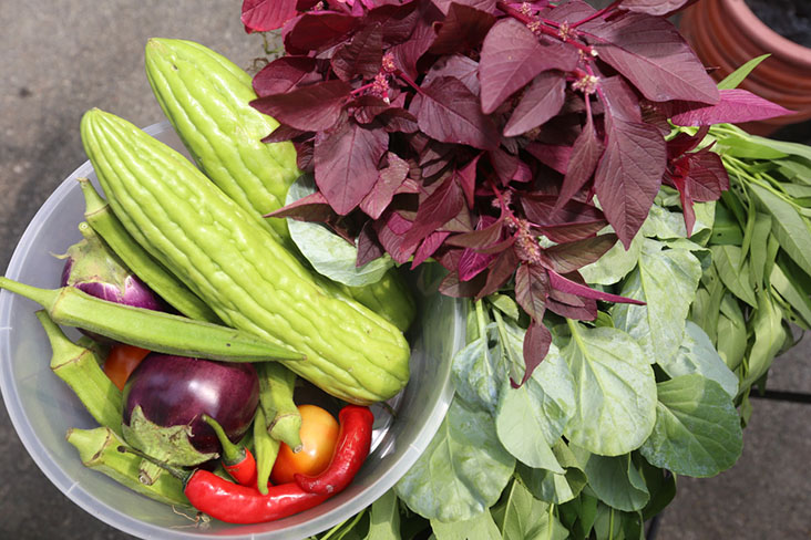 Balan's haul from his urban farm includes tomatoes, ladies' fingers, chillies, bittergourd and spinach.
