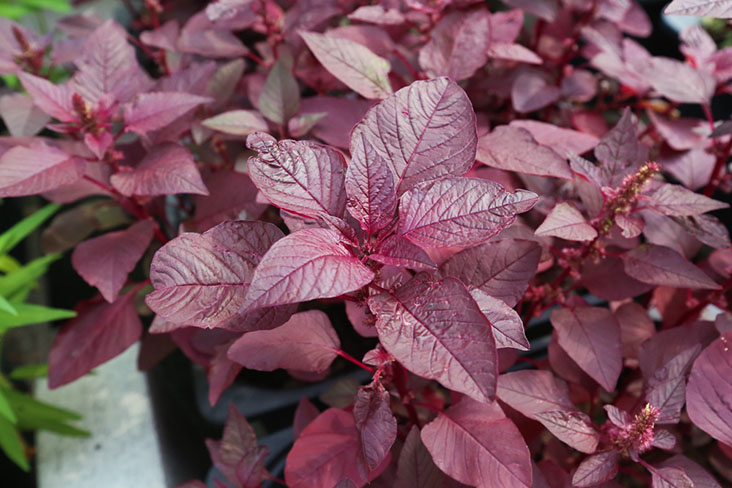 Balan grows three types of spinach, like this red Bangladesh amaranth that is rich with vitamins.