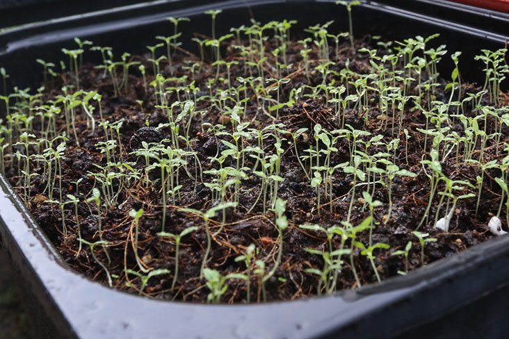Once germinated from seeds, the spinach will grow.