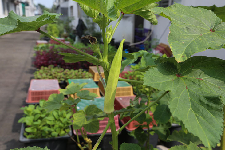 Ladies' fingers is a favourite of Balan's family.