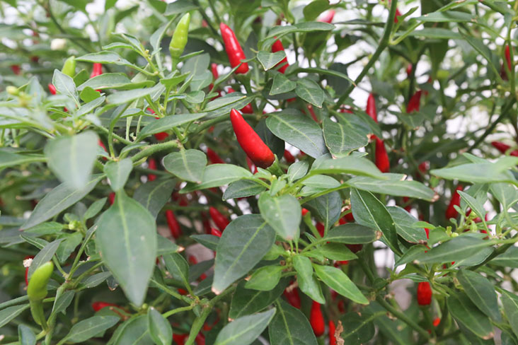 Chillies can be easily attacked by pests so Balan uses organic pesticides to prevent them from attacking the plants.
