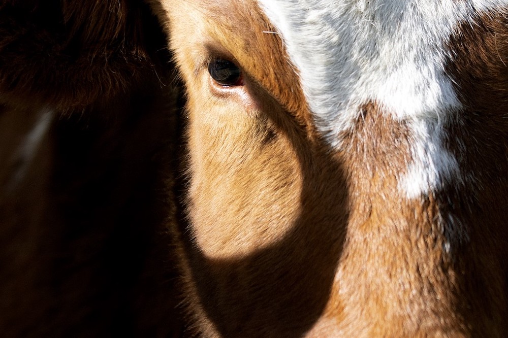 A cow walks in the National Western Stock Show Kick-off Parade in Denver, Colorado January 9, 2020. u00e2u20acu201d AFP pic