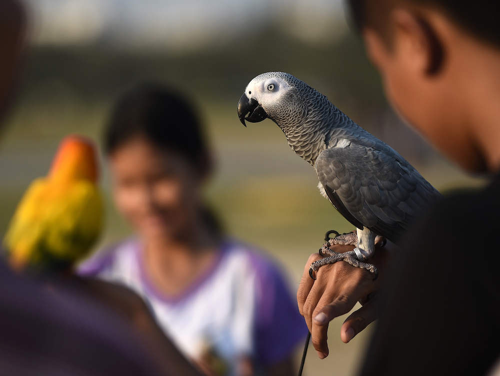 This file photo taken on April 3, 2016, shows an African grey parrot in Bangkok. u00e2u20acu201d AFP pic