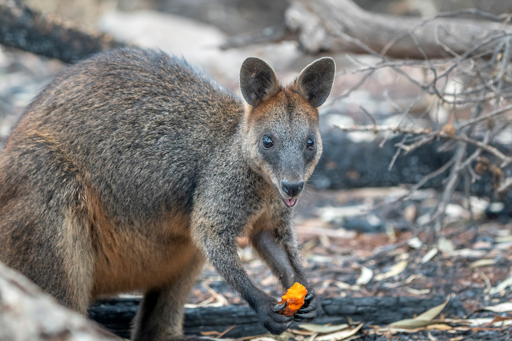 A wallaby eats after NSW's National Parks and Wildlife Service staff air-dropped food in bushfire-stricken areas around Wollemi and Yengo National Parks, New South Wales January 11, 2020. u00e2u20acu201d NSW DPIE Environment, Energy and Science handout via Reuters