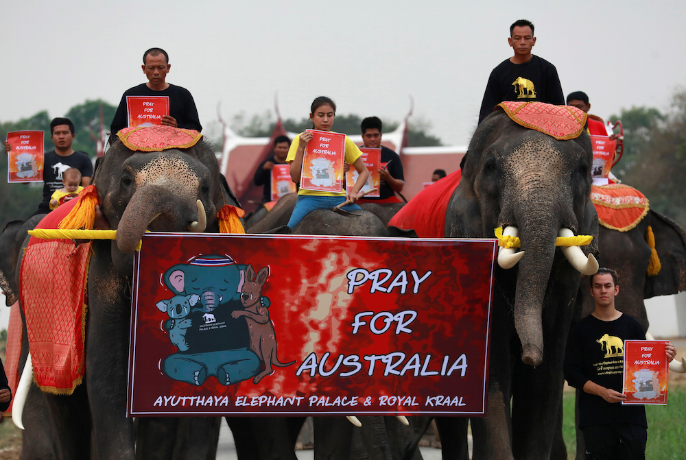 Students and a troupe of ten elephants pray for Australia bushfires, in Ayutthaya January 13, 2020. u00e2u20acu201d Reuters pic