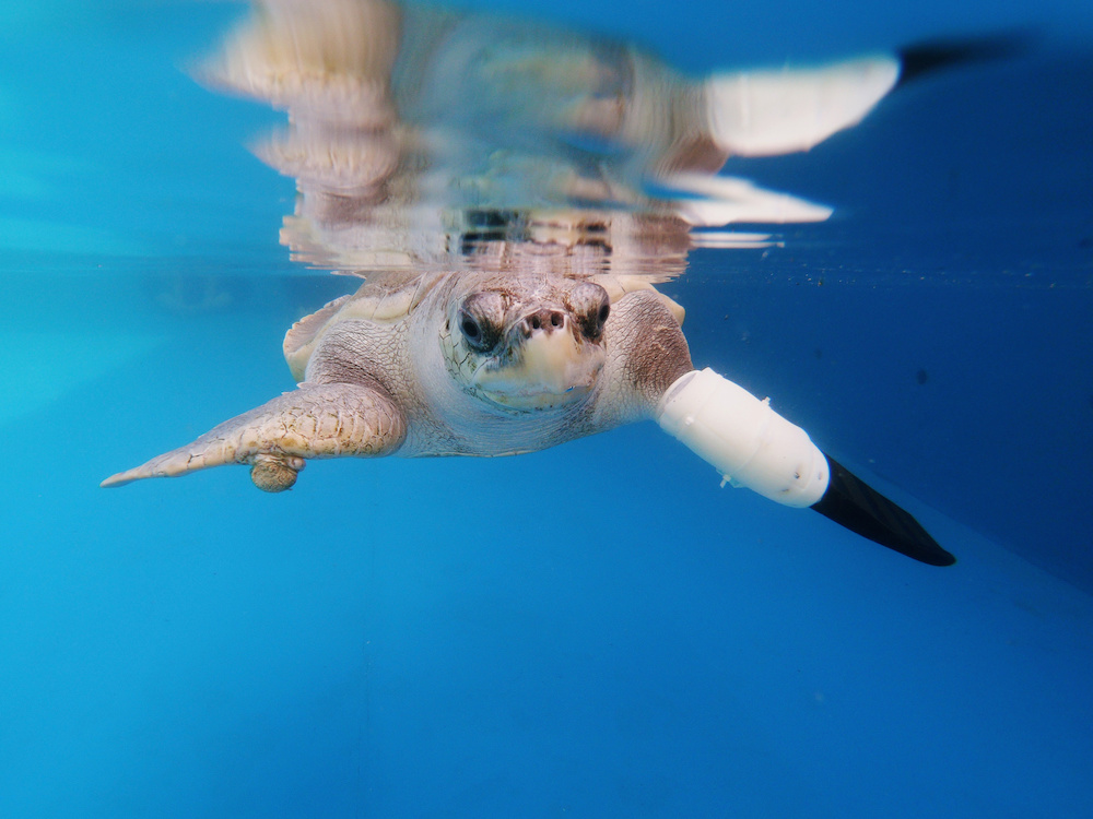 Female turtle named Goody tests out the first prosthetic flipper that will help other sea turtles injured from fishing gears to swim again, in Phuket January 10, 2020. u00e2u20acu201d Reuters pic