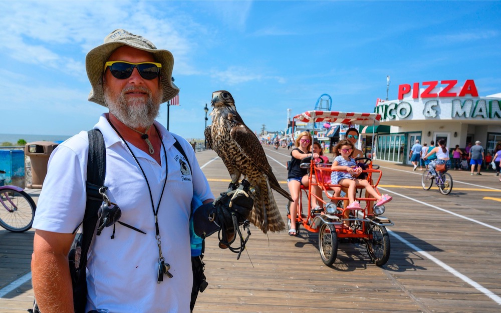 PJ Simonis keeps an eye on the boardwalk, while accompanied by his falcon Blackberry, in Ocean City, New Jersey August 20, 2019. u00e2u20acu201d AFP pic