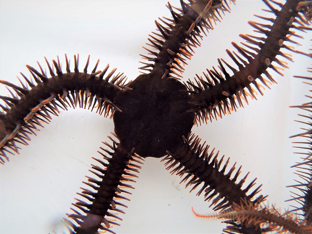 A red brittle star, Ophiocoma wendtii, is seen in this image released on January 2, 2020. u00e2u20acu201d Picture by Lauren Sumner-Rooney/Handout via Reuters