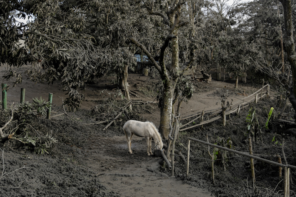 A horse rented out for tourists is left in a park filled with volcanic ash and fallen branches in Tagaytay City, Philippines, January 14, 2020. u00e2u20acu201d Reuters pic