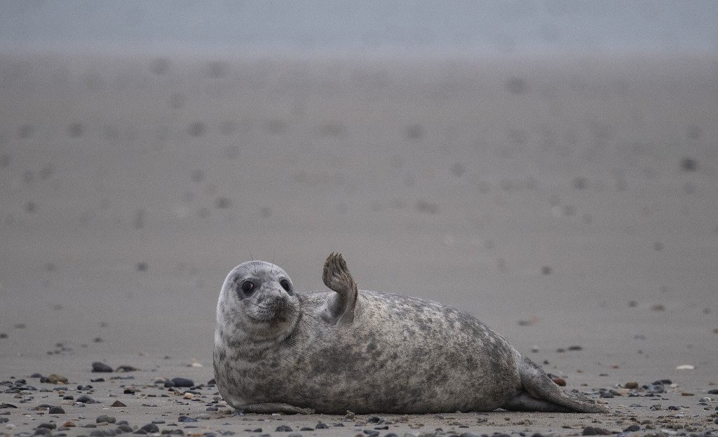 A young grey seal gestures as it lies on a beach on the North Sea island of Helgoland, Germany, on January 5, 2020. u00e2u20acu201d AFP pic