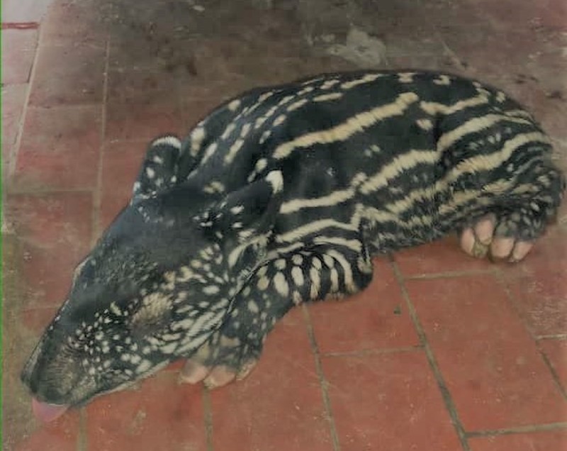 It's a girl! PERHILITAN is now looking for a name for this cute little girl. u00e2u20acu201d Pic courtesy of Facebook/Jabatan Perhilitan Semenanjung Malaysiann 