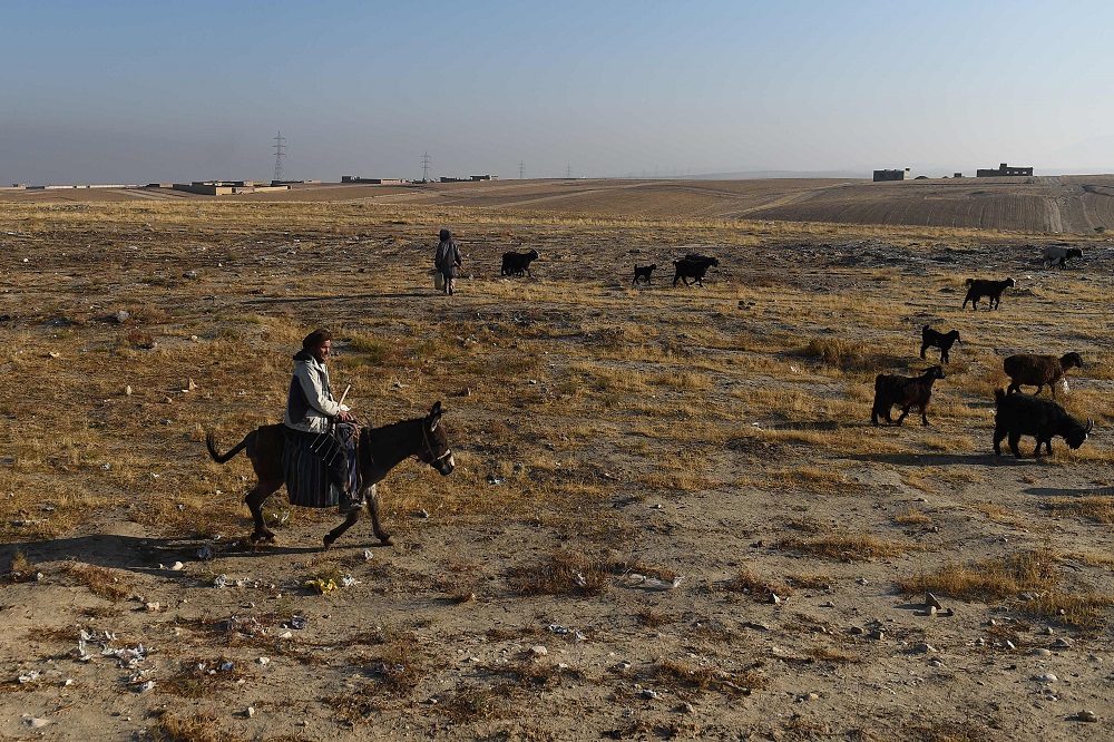 In this photograph taken on November 28, 2019, a shepherd leads his flock of sheep as they graze at a field on the outskirts of Mazar-i-Sharif. u00e2u20acu201d AFP pic  