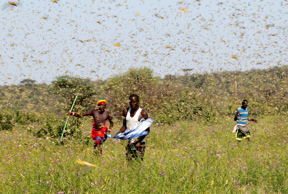 Samburu men attempt to fend-off a swarm of desert locusts flying over a grazing land in Lemasulani village, Samburu County, Kenya January 17, 2020. u00e2u20acu201d Reuters pic   