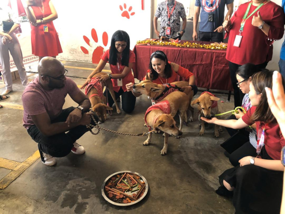 AK, QZ, D7 and FD digging into their yee sang that consists of dog treats and kibbles. —  Picture courtesy of AirAsia