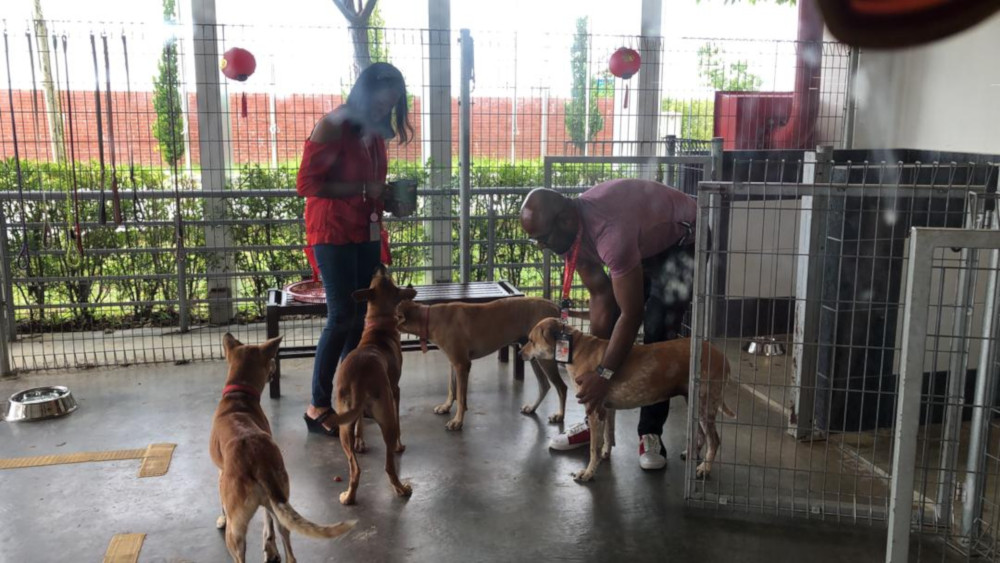 Getting AK, QZ, D7 and FD ready for the yee sang tossing ceremony organised by AirAsia in conjunction with Chinese New Year for their resident dogs. — Picture courtesy of AirAsia