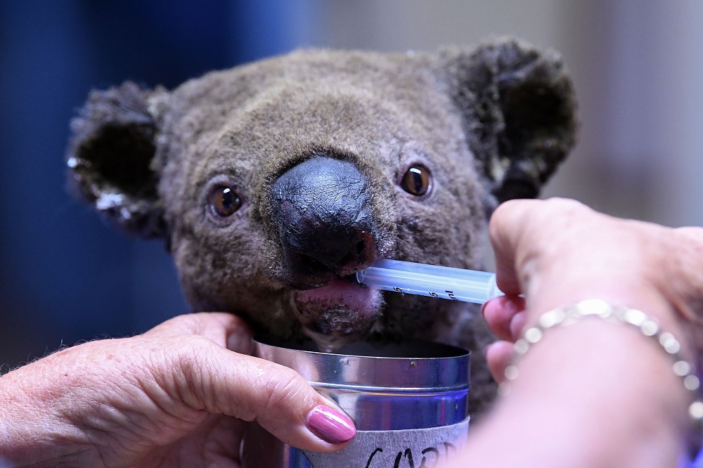 A dehydrated and injured Koala receives treatment at the Port Macquarie Koala Hospital in Port Macquarie on November 2, 2019, after its rescue from a bushfire that has ravaged an area of over 2,000 hectares. u00e2u20acu201d AFP pic  