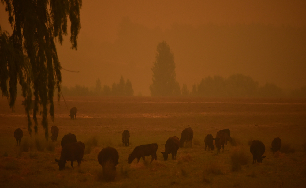 Cattle graze as the sky turns orange from bushfires in Towamba, 20km from Eden in southern New South Wales January 10, 2020. u00e2u20acu201d AFP pic 