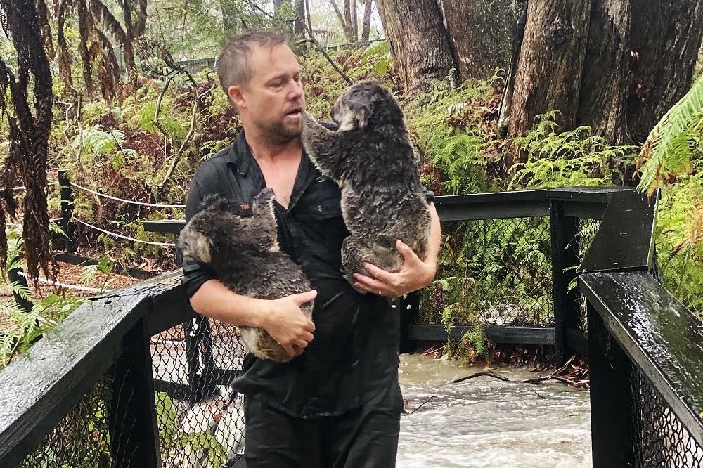 A handout photo taken and received on January 17, 2020 from the Australian Reptile Park shows a staff member carrying koalas during a flash flood at the Australian Reptile Park in Somersby, some 50km north of Sydney. u00e2u20acu201d Australian Reptile Park/AFP pic