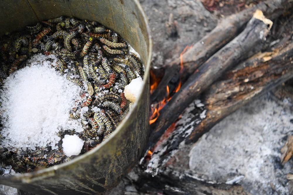 Salt is seen in a bucket filled with mopane worms after they were harvested from mopane trees in Tutume, the northern part of Botswana 14 January 14, 2020. — AFP pic