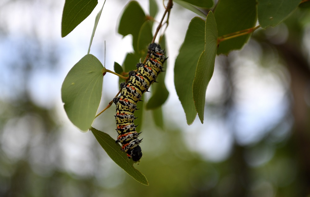 A mopane worm is seen on a mopane tree in Tutume, the northern part of Botswana 14 January 14, 2020. u00e2u20acu201d AFP pic