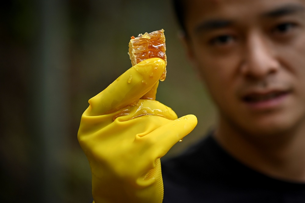 This picture taken on November 13, 2019 shows Chinese farmer Ma Gongzuo showing a piece of honeycomb with honey at his apiary in Songyang county in China’s Zhejiang province. — AFP pic  