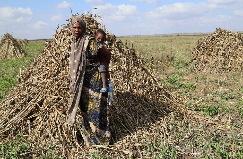 Asha Khalif Ali, 35, an internally displaced Ethiopian carries her youngest son in her wheat field that was damaged by heavy rains and desert locusts in the outskirts of Tuli Guled, Somali Region, Ethiopia January 11, 2020. u00e2u20acu201d Reuters pic