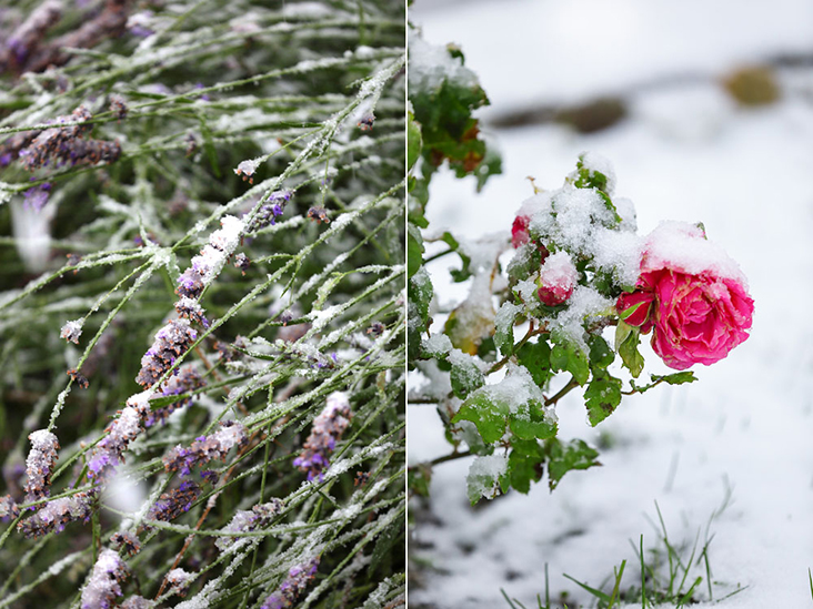 Sudden frost leaves both lavender and rose blossoms with an icy coat.